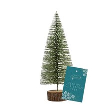 Green Bottle Brush Christmas