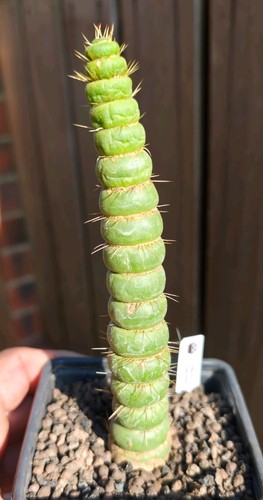 Eulychnia castanea spiralis - eulychnia,