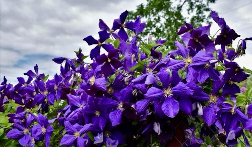Purple clematis italian - purple,