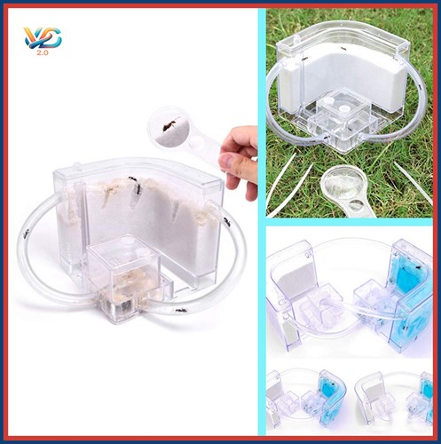 Sand ant farm - ant,