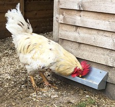 Wall Mountable Trough Chicken