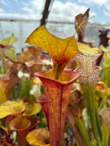 Sarracenia flava manky - flava,