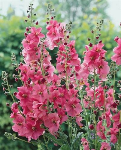 Verbascum antique rose - 6,