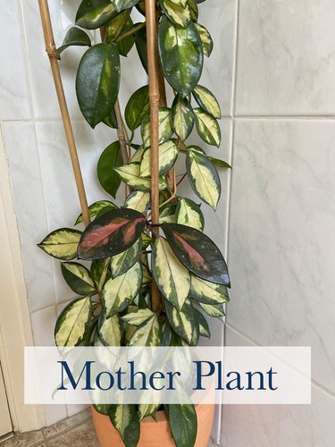 Hoya carnosa krimson - ,