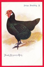 Postcard - BLACK MINORCA HEN Prize Poultry [Tuck] #1542 F.J.S. Chatterton Art