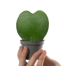 Baby Sweetheart Hoya Kerrii