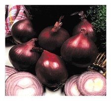 ONION RED BARON  1400 FINEST SEEDS