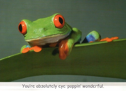 Red eyed treefrog eye poppin - red, treefrog,