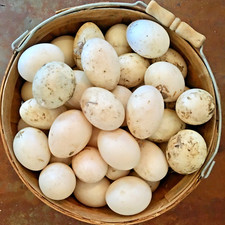 5 Fertile Duck Hatching Eggs -