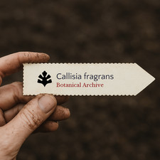 Callisia fragrans SEEDS - -