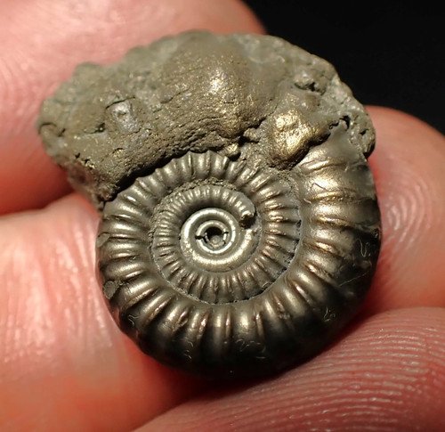 Crucilobiceras pyrite ammonite