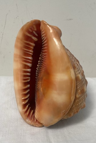 Natural bullmouth helmet - helmet, conch