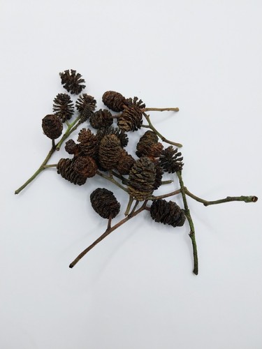 25x alder cones aquarium - alder,