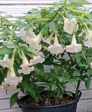 Brugmansia White Angel Trumpet