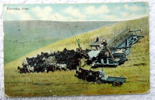 1911 postcard harvesting - postcard, scene