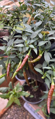 Super chilli seeds x10 - seeds,