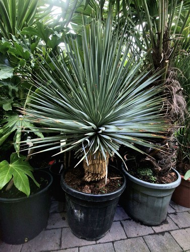 Yucca rostrata tropical - yucca,