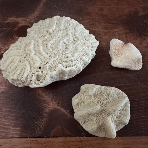 Natural white brain and star - white,
