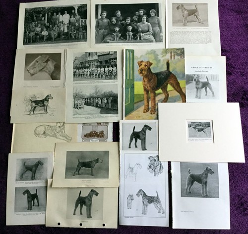 Airedale terrier antique - antique, &