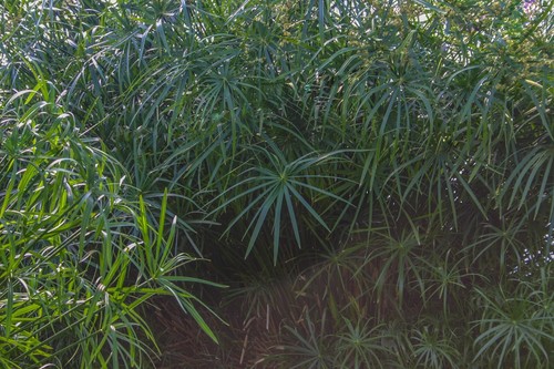 Live umbrella palm tropical - live,