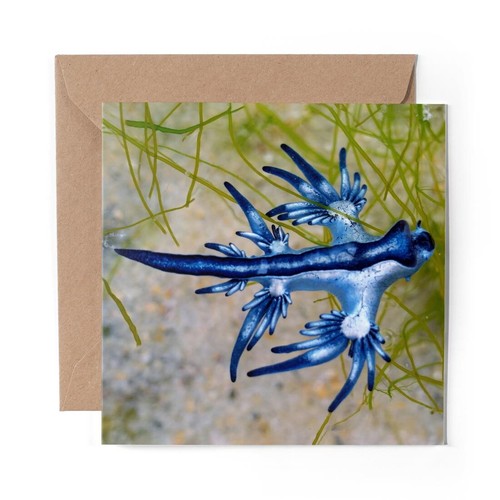 Blank greeting card blue - blank,