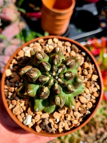 Gymnocalycium kikko cactus - cv.,