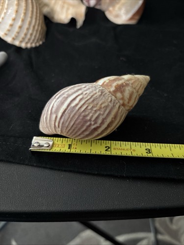 Japanese land snail shells - land,