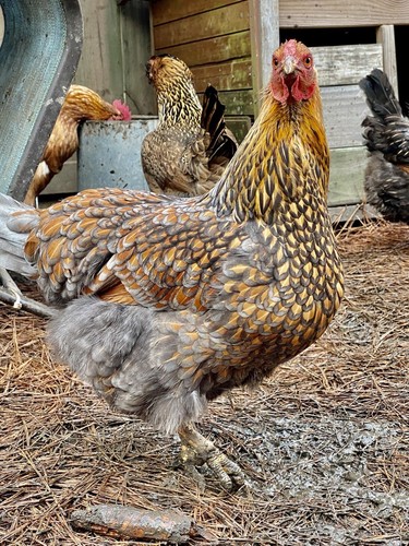 Mix chicken hatching eggs - hatching,