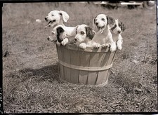 Puppies in a basket outside