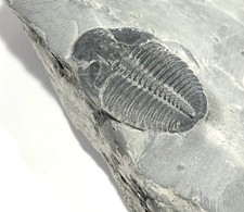 Fossil Trilobite Phacops SP