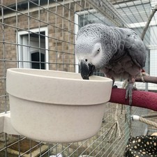 Quick Locking Parrot Food or