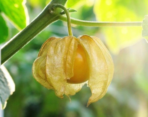 Cape gooseberry physalis - cape,