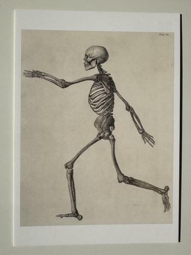 George stubbs human skeleton - george,