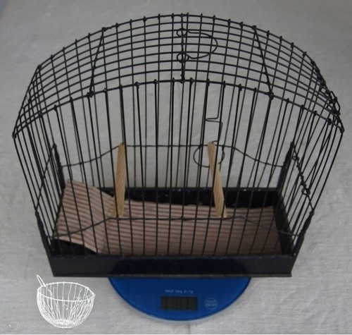 Fife border canary show - 13,