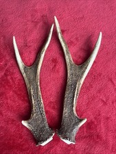 PAIR OF SIKA DEER ANTLERS