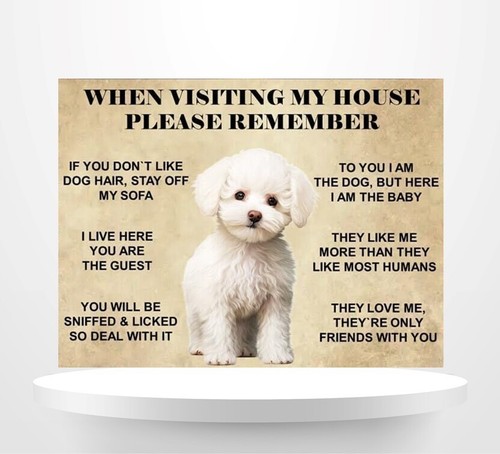 Funny cute bichon frise - bichon,