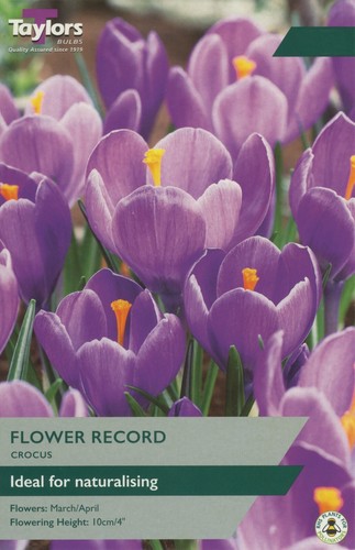 Crocus flower record - 'flower, large