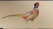 Original  Water Colour Pheasant Wild Life  Bird Artist David Tarrant