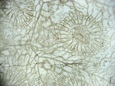 Fossil thin section - Devonian coral Hexagonaria hexagona Morocco 1 per bid