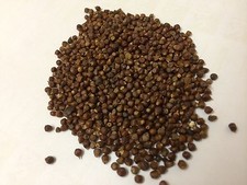 Grains Of Paradise gourmet