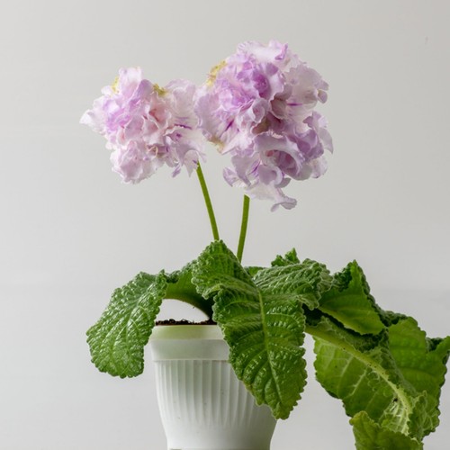 Streptocarpus ruffled - streptocarpus, ds-ruffled