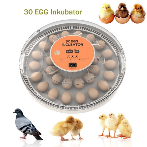 30x eggs fully automatic - 🔥30x,