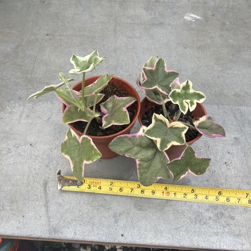 Pelargonium élégante - pelargonium, |