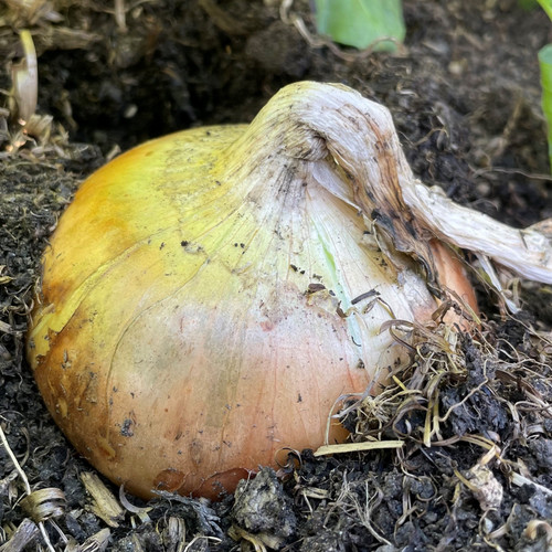 Onion seeds senshyu yellow - yellow,