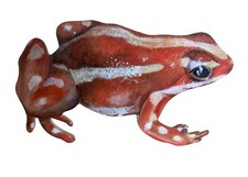 Red Poison Dart Frog Magnet -