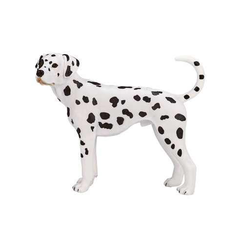Dalmatian dog cute - cute, pet