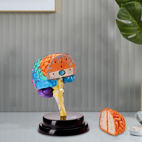 Human brain model anatomy - human,