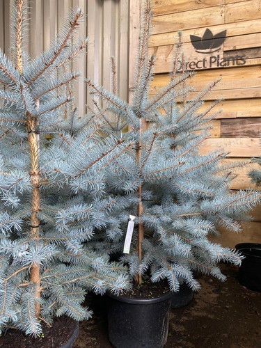 Picea pungens edith blue - picea,