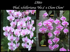 super FRAGRANT Phalaenopsis