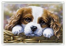 CAVALIER KING CHARLES SPANIEL